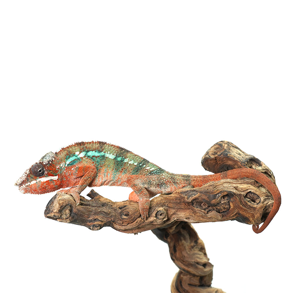 Ambilobe Panther Chameleon