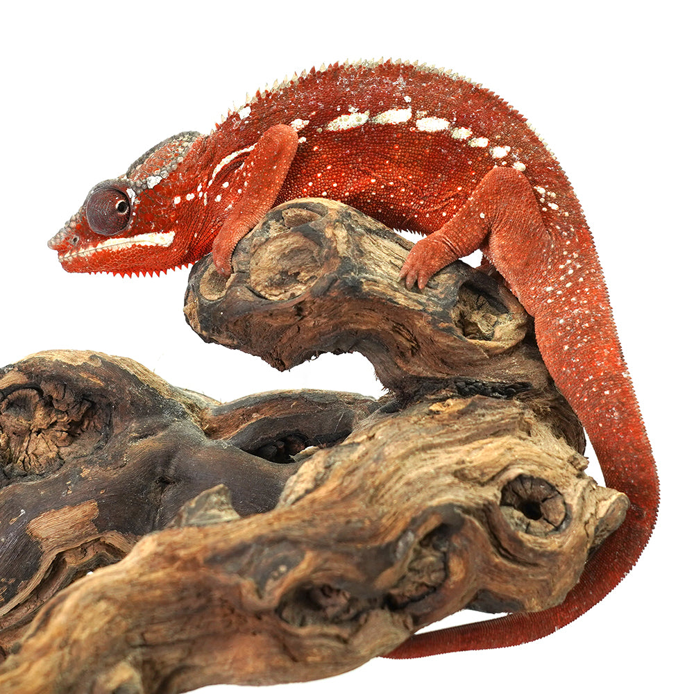 Tamatave Panther Chameleon