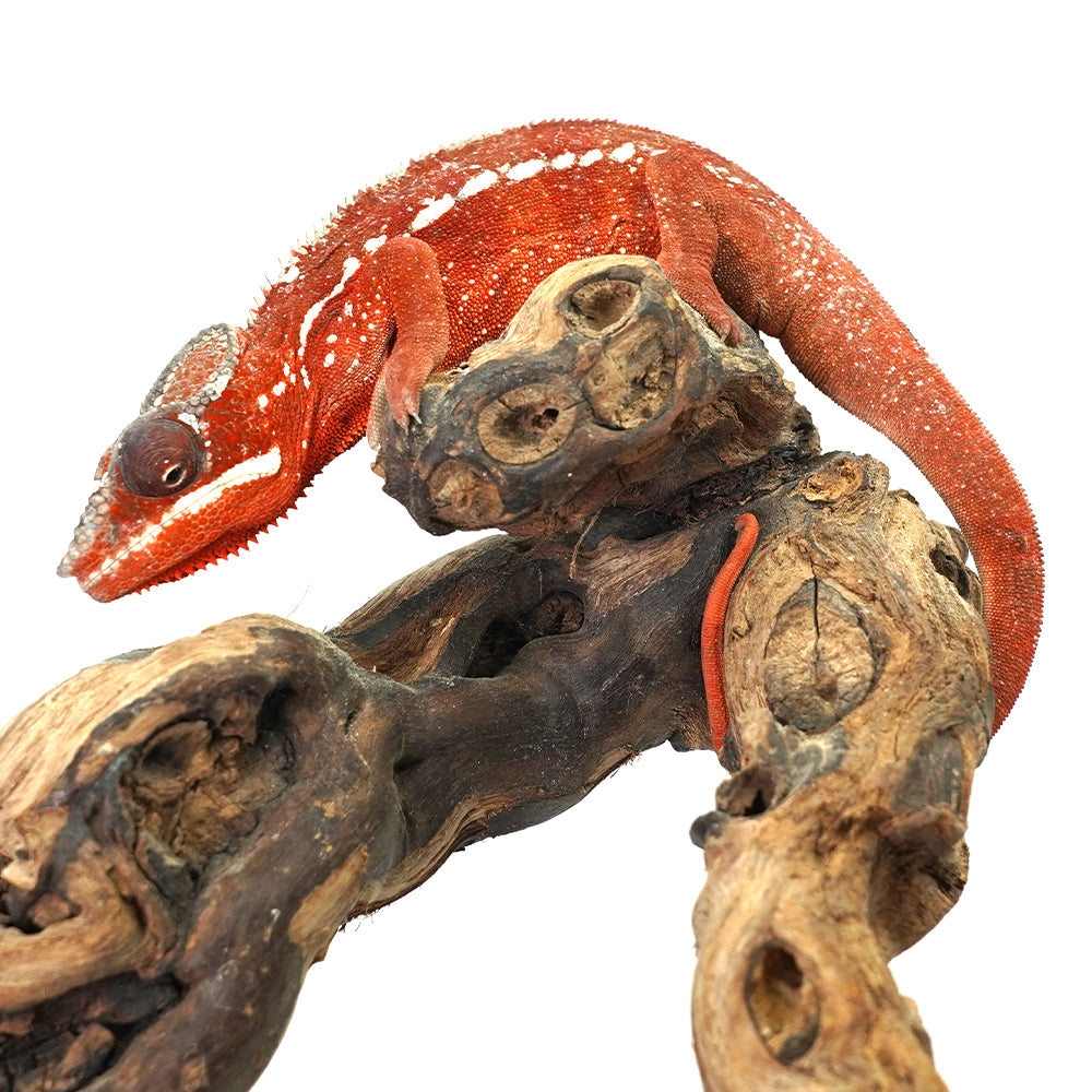 Tamatave Panther Chameleon