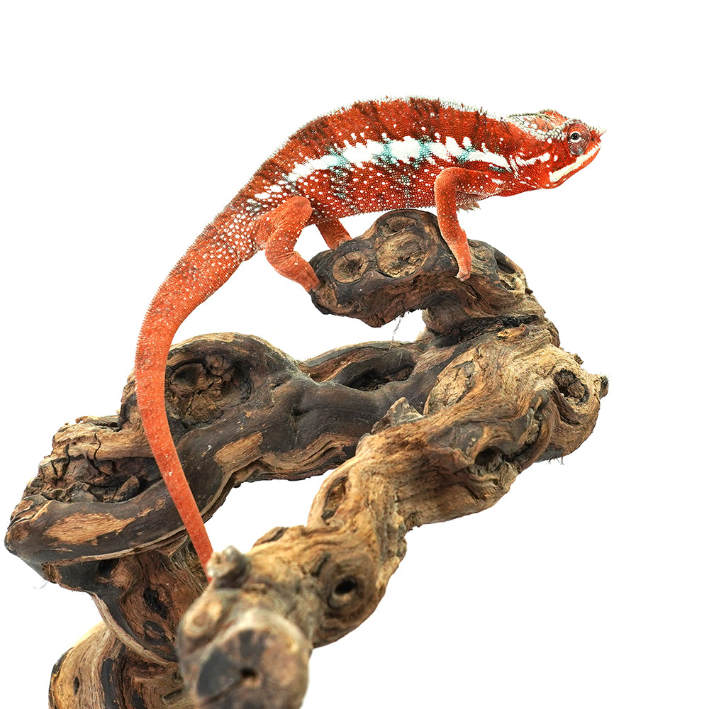 Tamatave Panther Chameleon