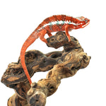 Tamatave Panther Chameleon