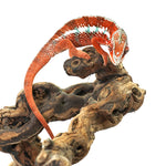 Tamatave Panther Chameleon