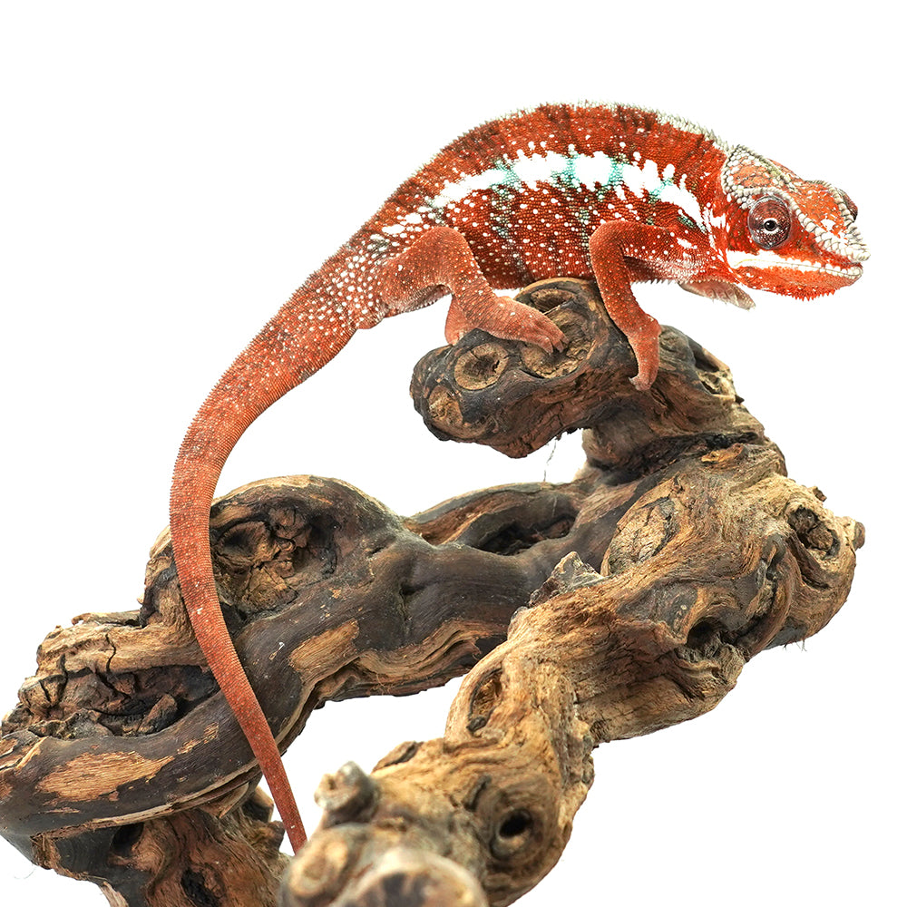 Tamatave Panther Chameleon