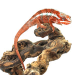 Tamatave Panther Chameleon
