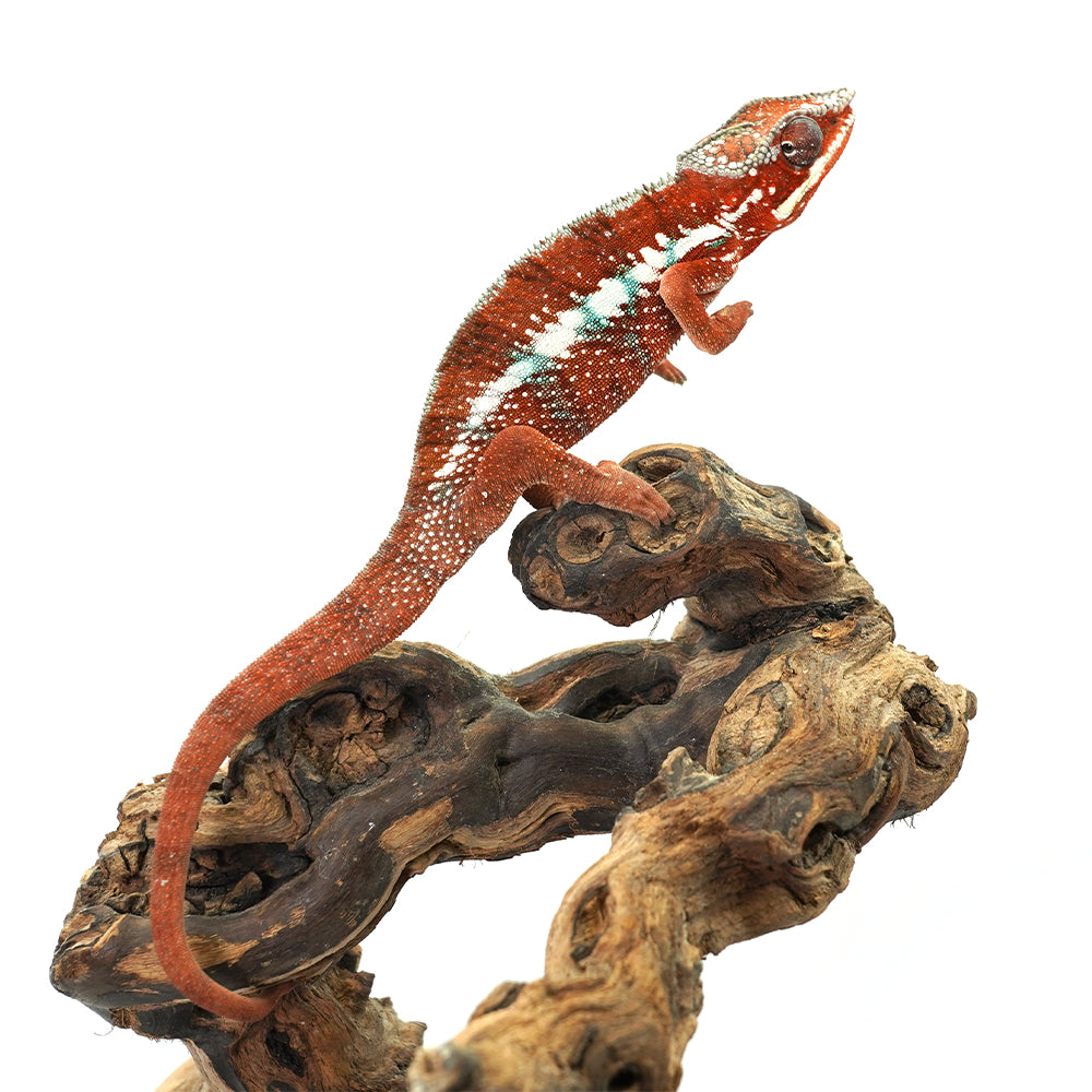 Tamatave Panther Chameleon