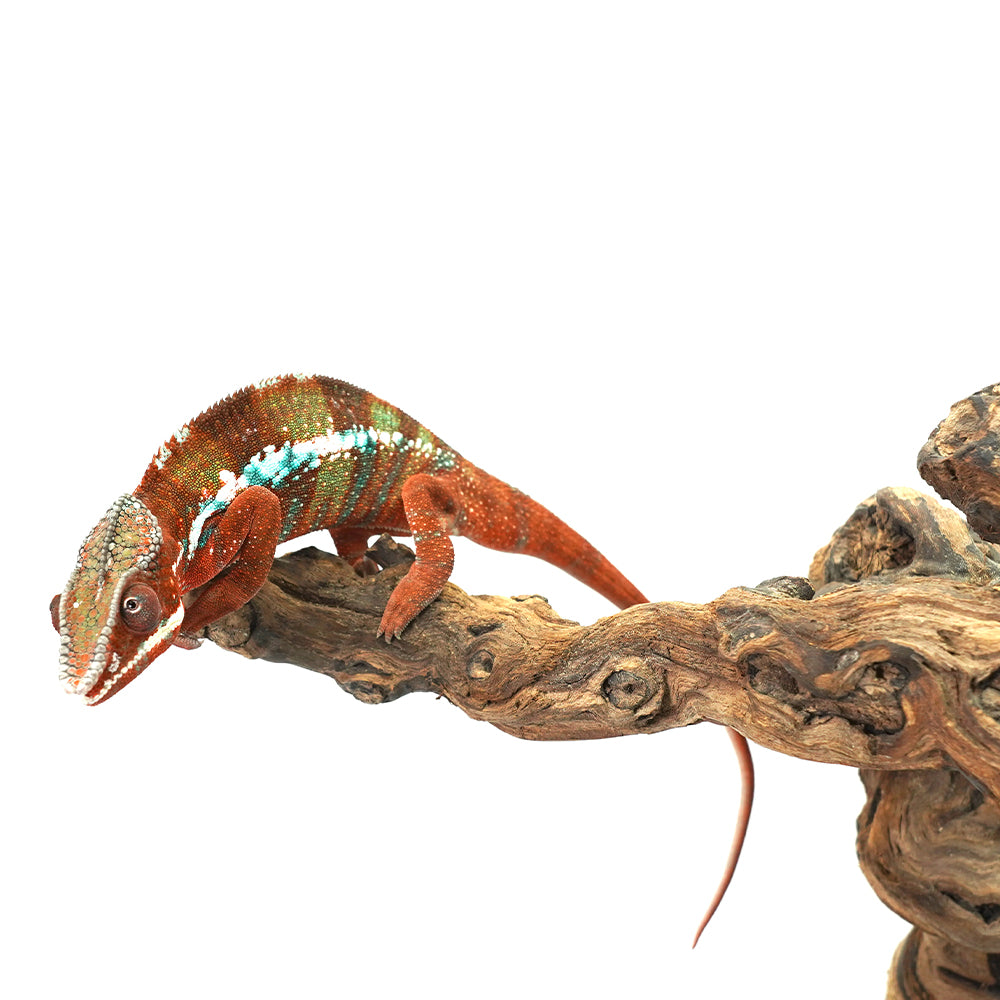 Ambilobe Panther Chameleon