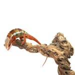 Ambilobe Panther Chameleon