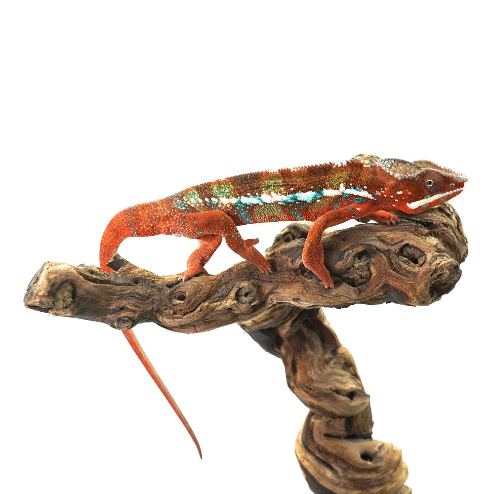 Ambilobe Panther Chameleon