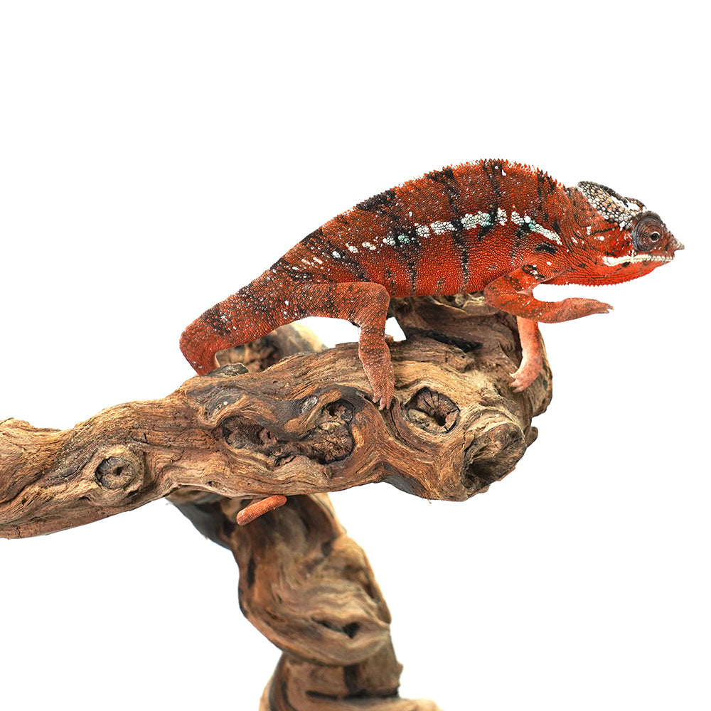 Tamatave Panther Chameleon