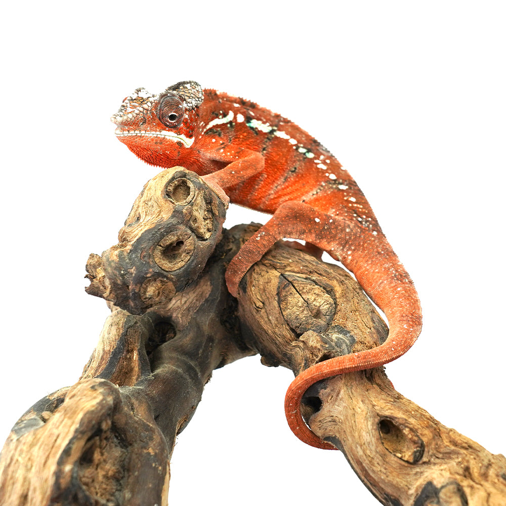 Tamatave Panther Chameleon