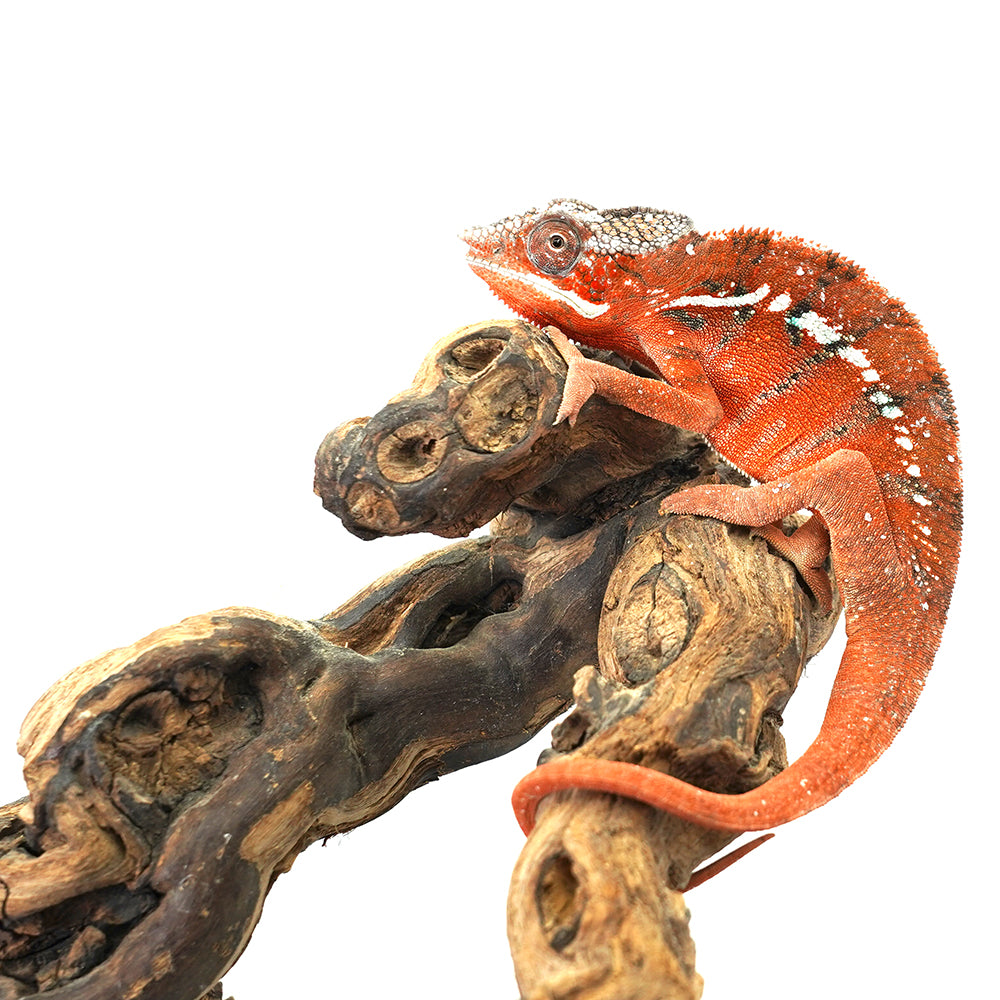 Tamatave Panther Chameleon