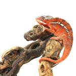 Tamatave Panther Chameleon