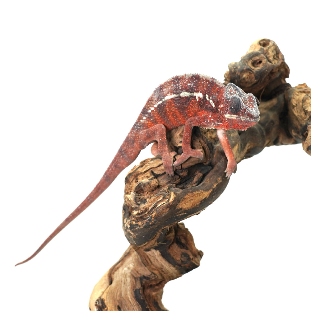 Tamatave Panther Chameleon