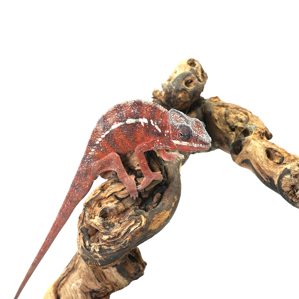 Tamatave Panther Chameleon