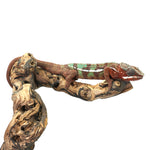 Ambilobe Panther Chameleon