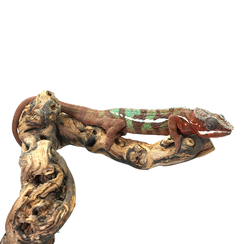 Ambilobe Panther Chameleon