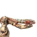 Ambilobe Panther Chameleon