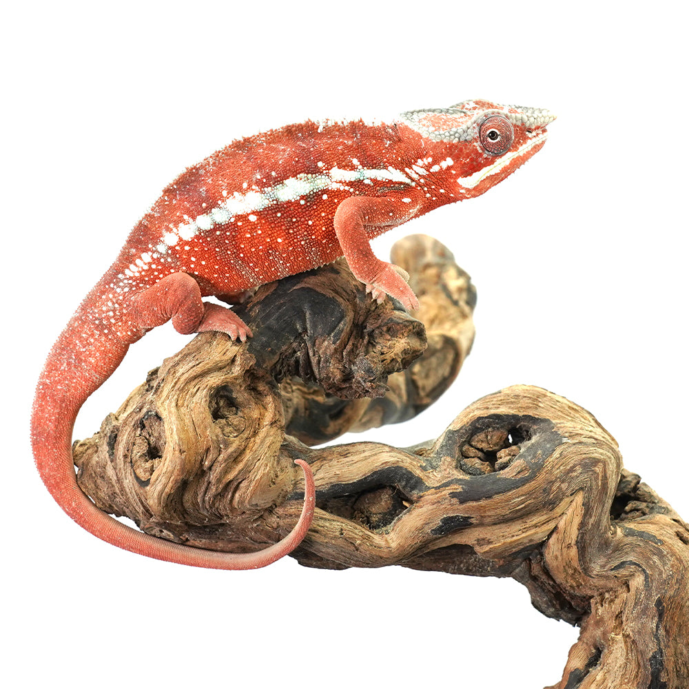 Tamatave Panther Chameleon