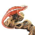 Tamatave Panther Chameleon