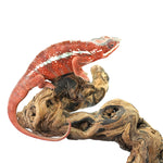 Tamatave Panther Chameleon