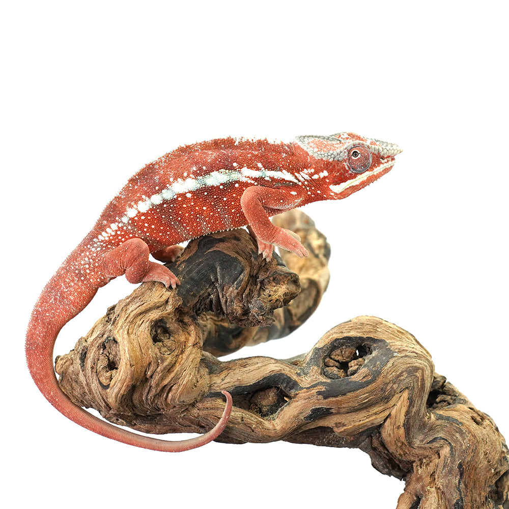 Tamatave Panther Chameleon