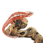 Tamatave Panther Chameleon