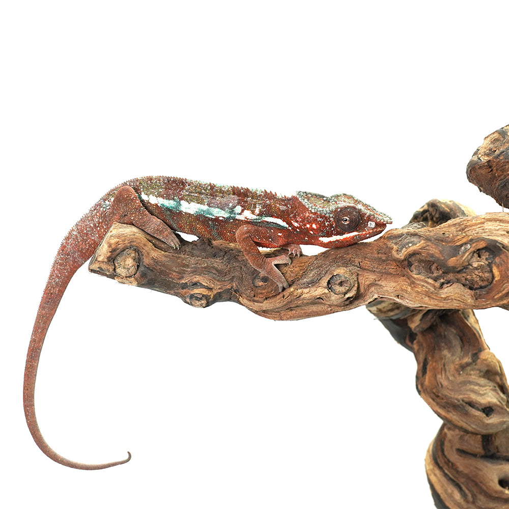 Ambanja Red Panther Chameleon