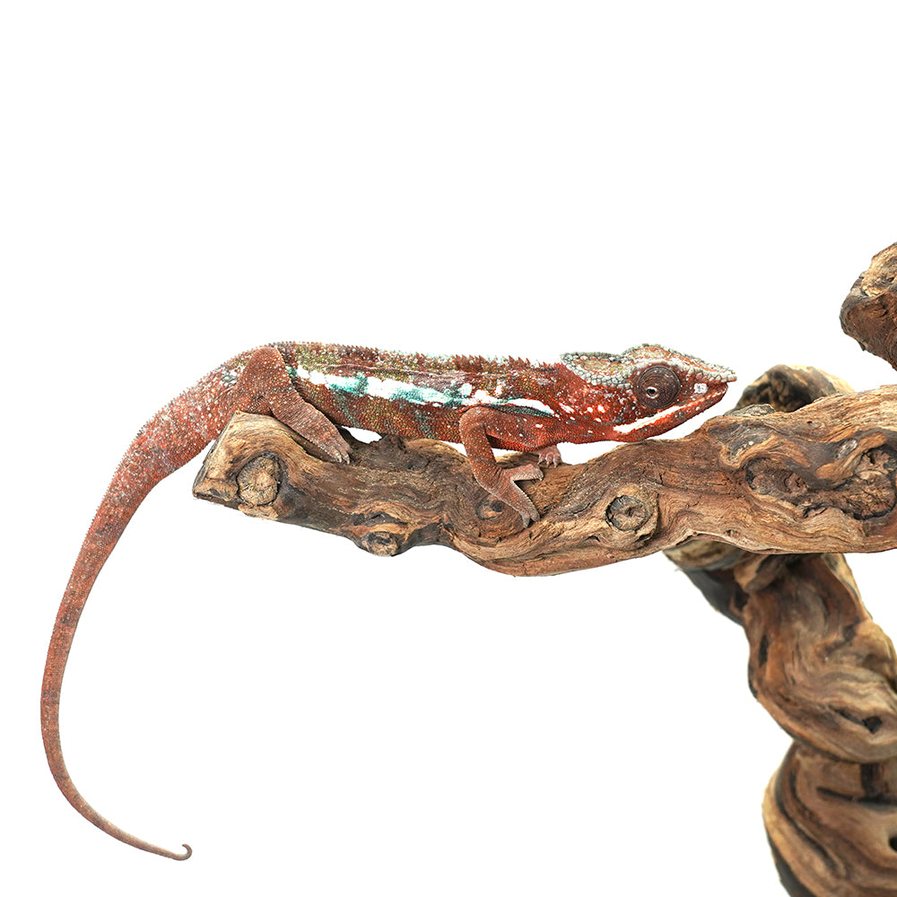 Ambanja Red Panther Chameleon