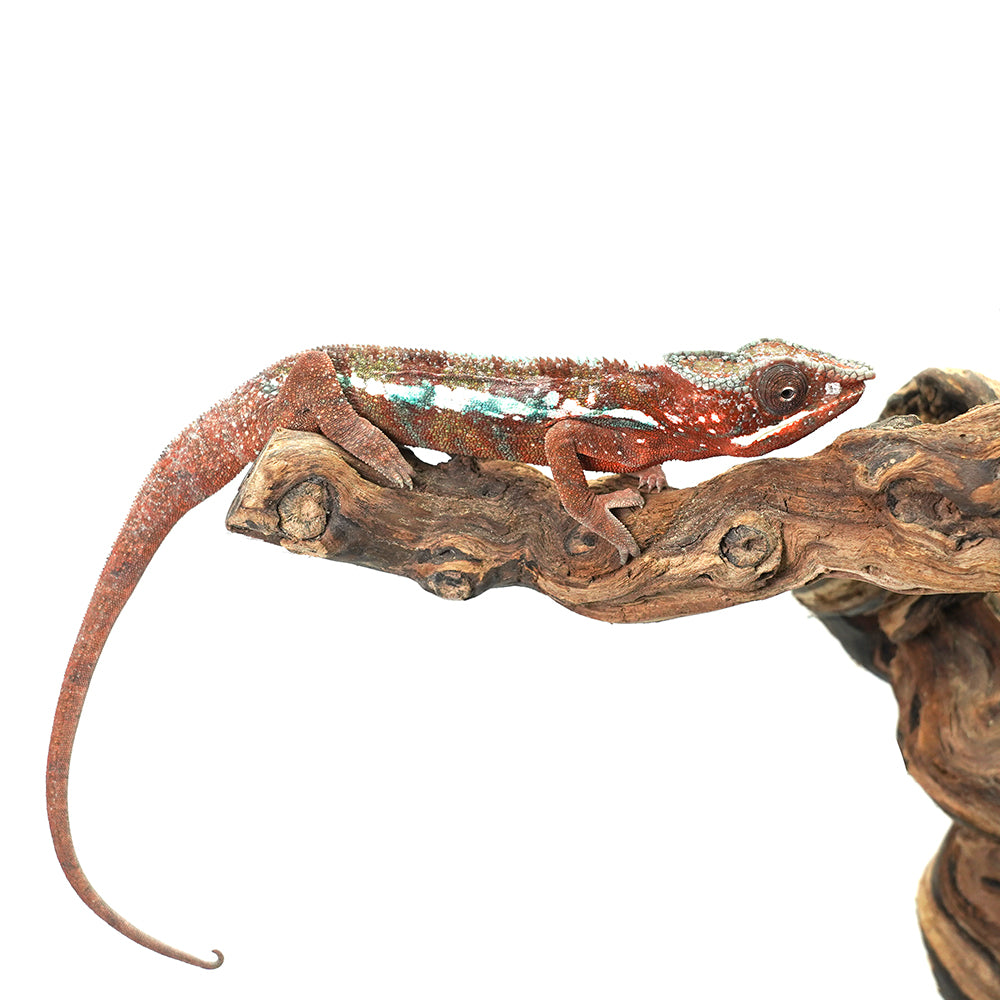 Ambanja Red Panther Chameleon