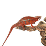 Ambanja Red Panther Chameleon