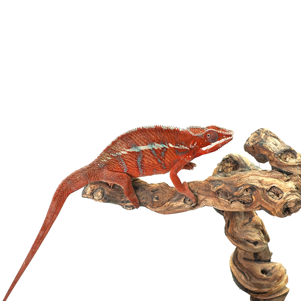 Ambanja Red Panther Chameleon