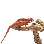 Ambanja Red Panther Chameleon
