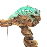 Nosy Misto Panther Chameleon