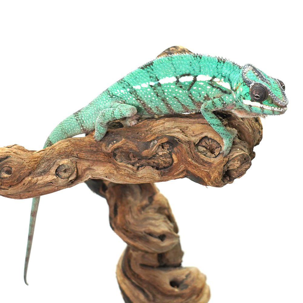 Nosy Misto Panther Chameleon