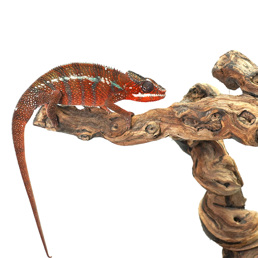 Ambanja Red Panther Chameleon