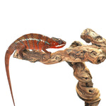 Ambanja Red Panther Chameleon