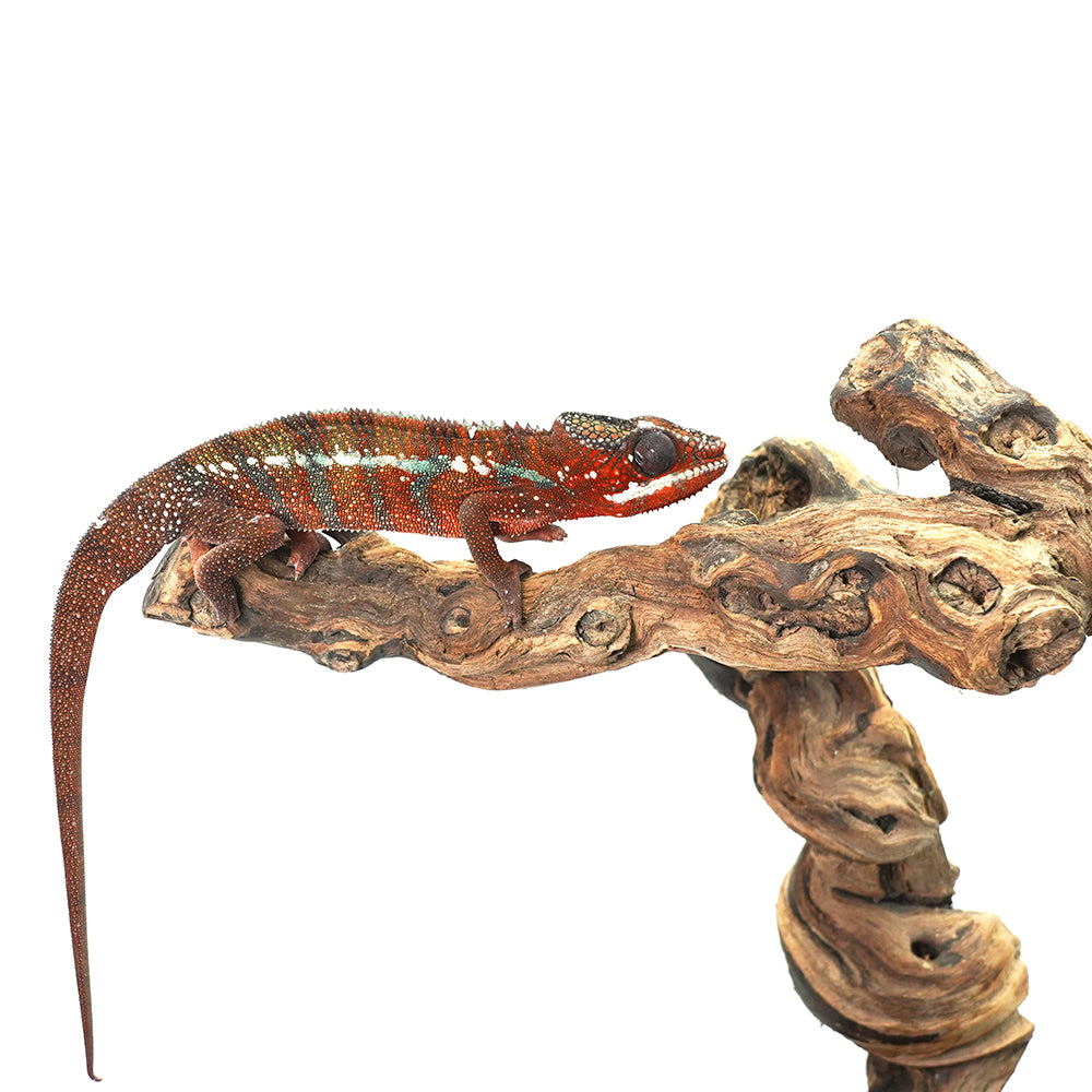 Ambanja Red Panther Chameleon