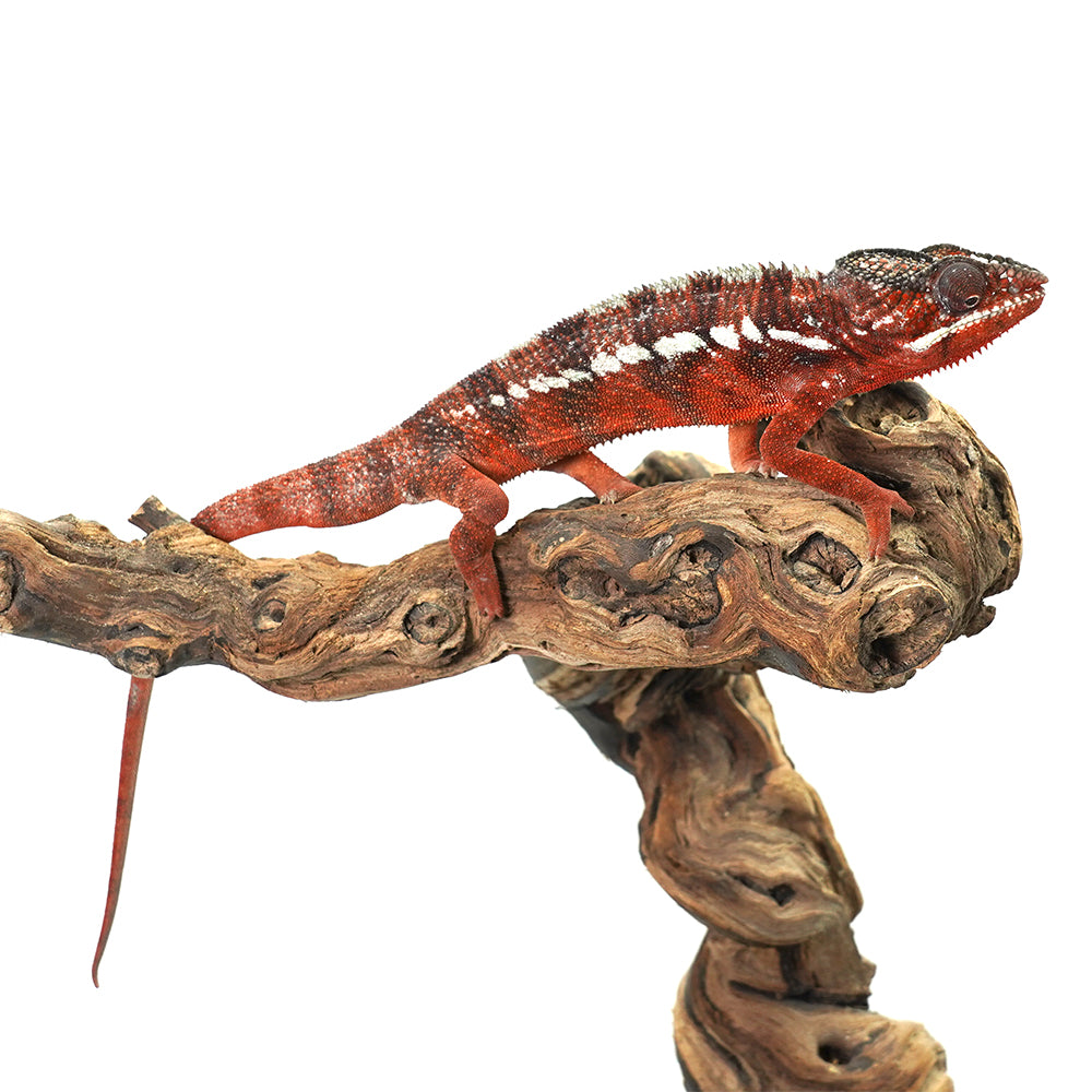Ambanja Red Panther Chameleon