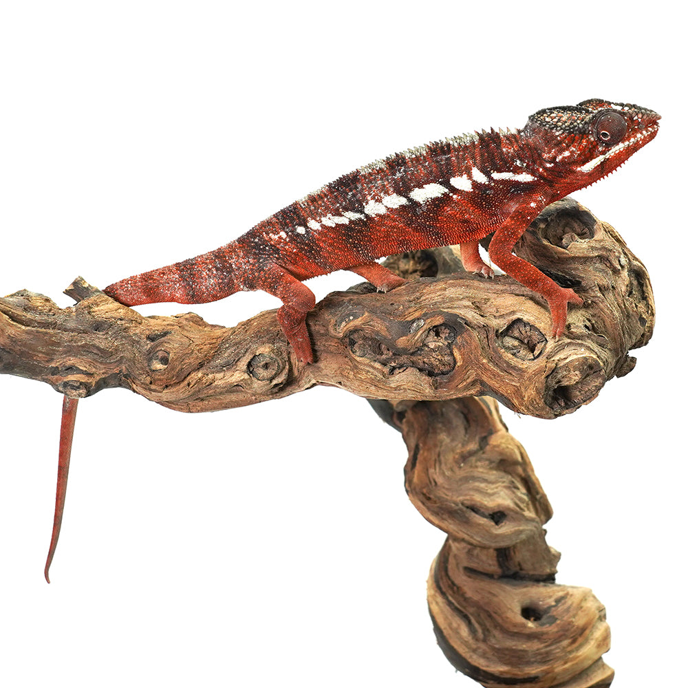 Ambanja Red Panther Chameleon