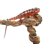 Ambanja Red Panther Chameleon