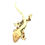 Lilly White Crested Gecko