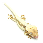 Lilly White Crested Gecko