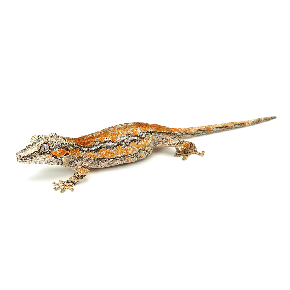Gargoyle Gecko High Color
