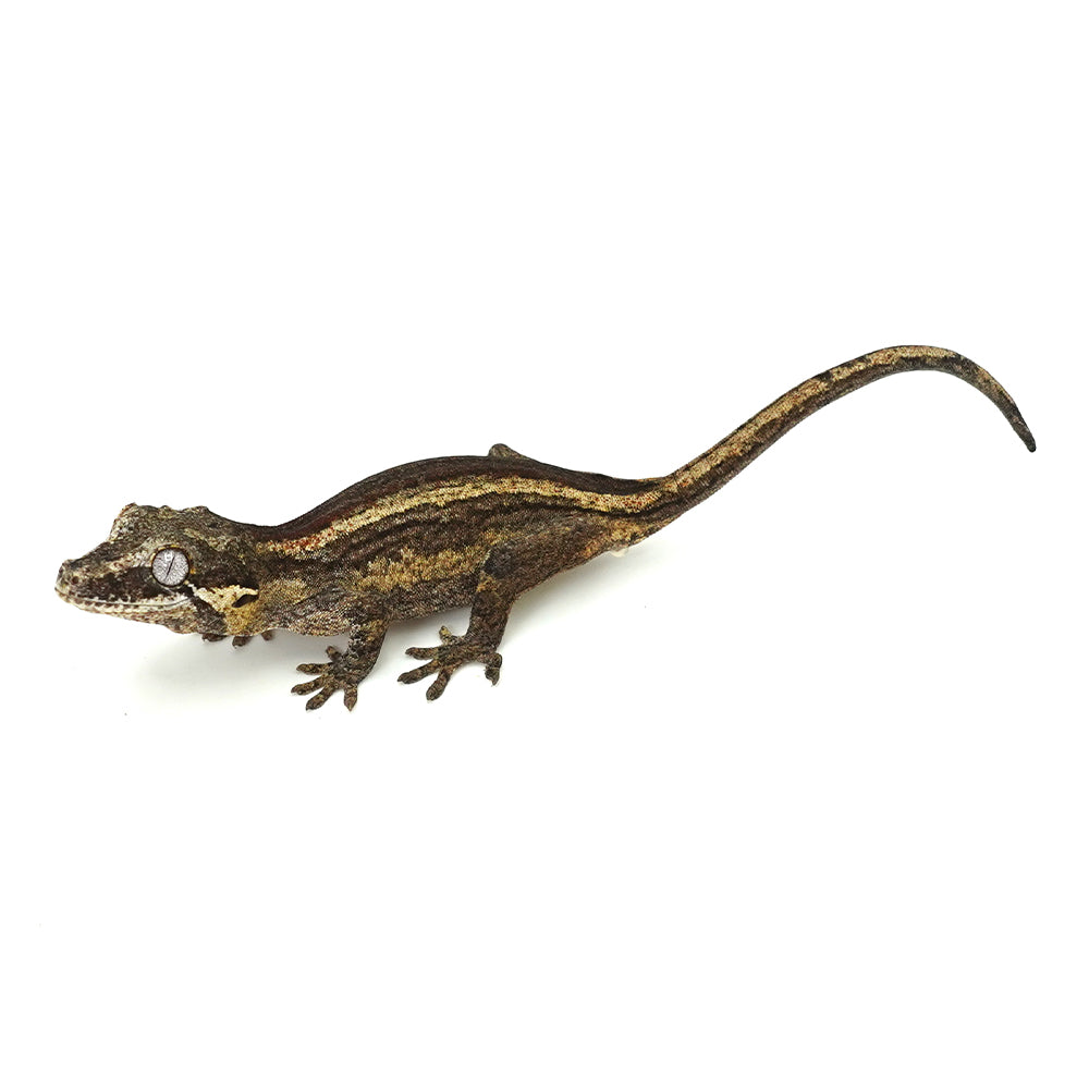 Gargoyle Gecko High Color