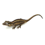 Gargoyle Gecko High Color