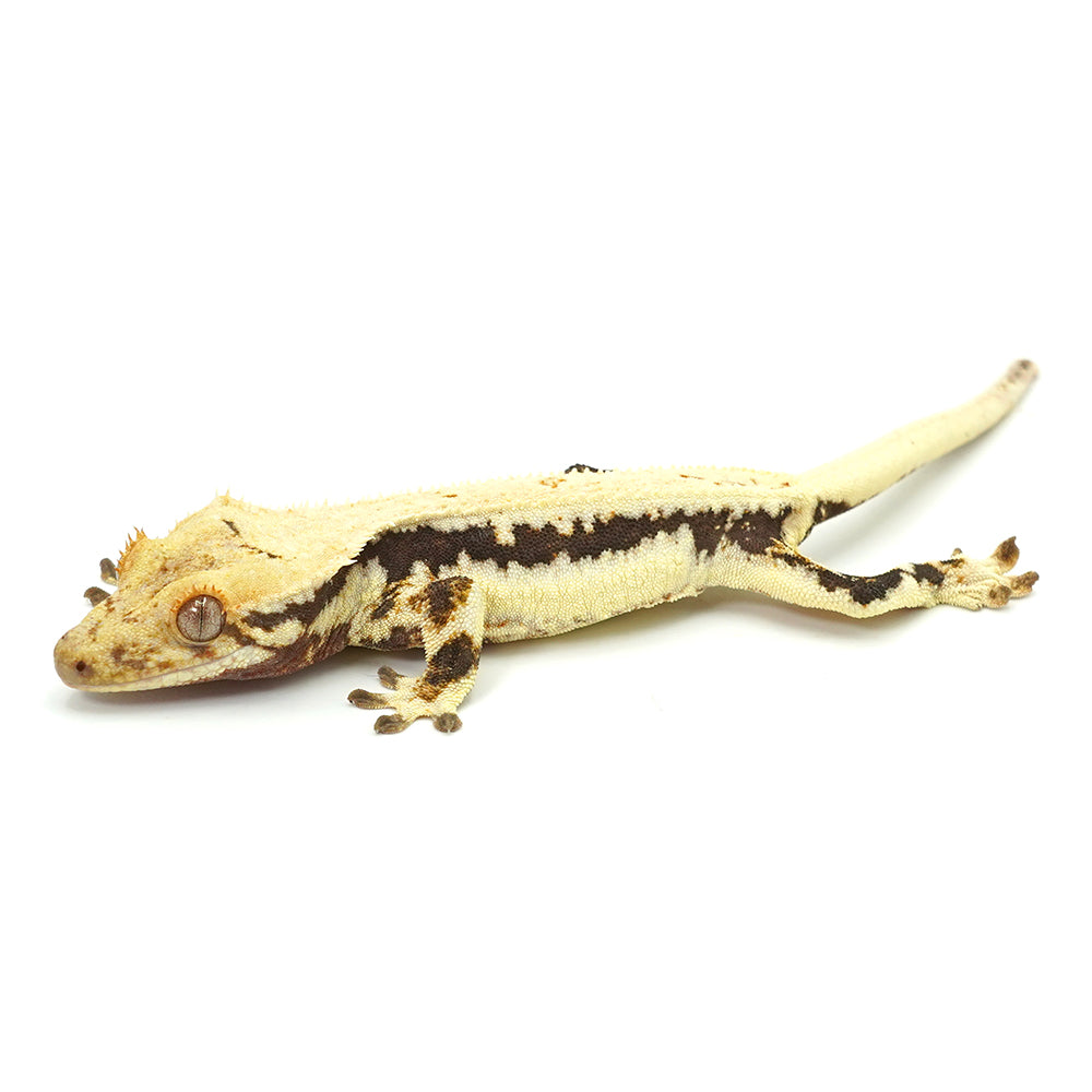 Lilly White Crested Gecko