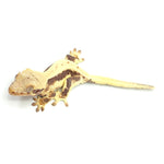 Lilly White Crested Gecko