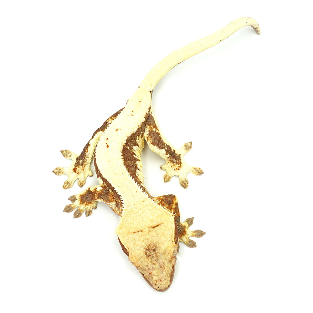 Lilly White Crested Gecko