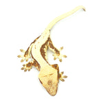Lilly White Crested Gecko