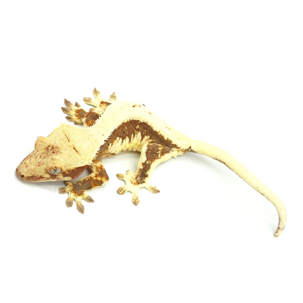Lilly White Crested Gecko